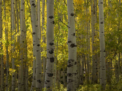 Balak birch