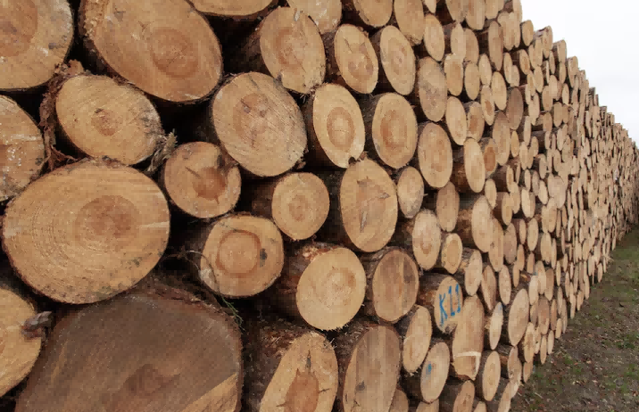 Toras de eucalipto