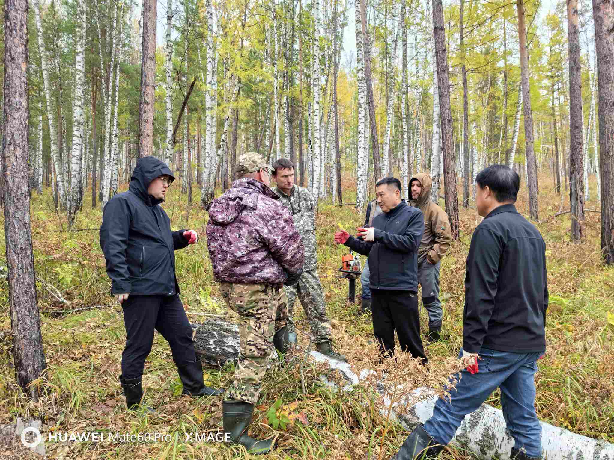 descascamento do folheado de bétula