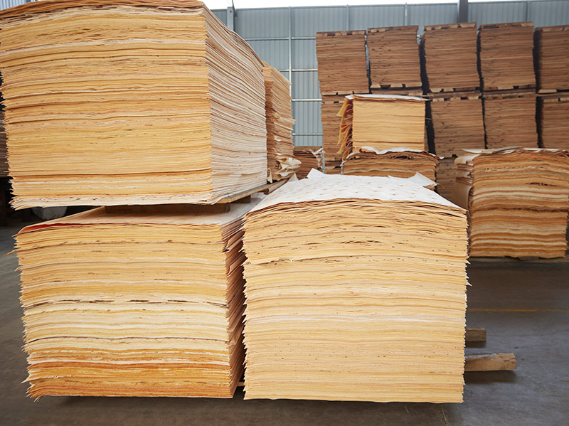 secagem de lâminas de choupo